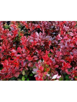 Барбарис Тунберга Bagatelle