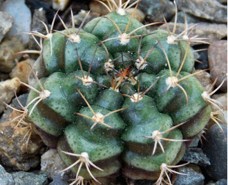 Gymnocalycium damsii ssp.evae v.rotundulum VoS-048 (D=30-35мм)