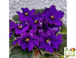 РМ-Черный Оникс (Н. Скорнякова) 2023 г.