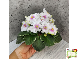 Р-Ярило Люкс (В. Зуб) 2022 г.