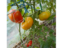 Томат Хейзел мей (Hazel mae)