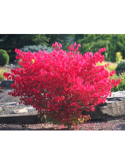 Бересклет крылатый Fire Ball