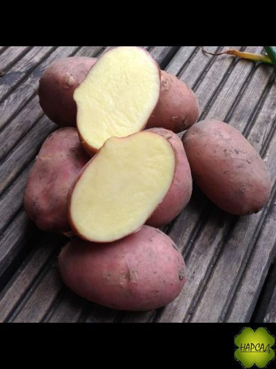 КАРТОФЕЛЬ СЕМЕННОЙ ЭЛИТА "РЕД СКАРЛЕТ" (САМЫЙ СТАБИЛЬНЫЙ СОРТ, ЛЕЖКАЯ) 2 кг в наличии с 20.02 по 15.03