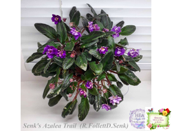 Senk's Azalea Trail (R.Follett/D.Senk) (9845) 01/30/2008 трейлер