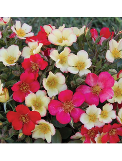 Соле Луна(Sole-e-luna)