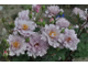 Тилия (Couture Rose Tilia)