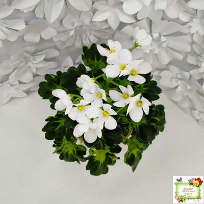 Lullaby (Arndt) (гёрл-лист)