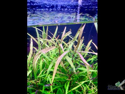 Гигрофила иволистная (ветка)