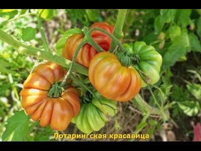 Томат Лотарингская красавица (Beauty Lottringa)