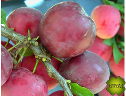 СЛИВА ДОМАШНЯЯ "ИЮЛЬСКАЯ РОЗА" (иммунитет к болезням) саженец 4 года