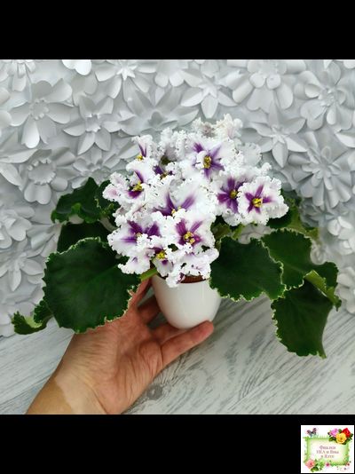 МТ-Сладкая Фантазия химерный спорт