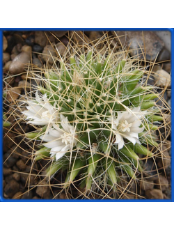 Dolichothele camptotricha