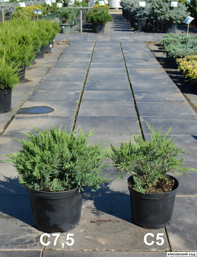 Можжевельник казацкий Тамарисцифолиа - Tamariscifolia