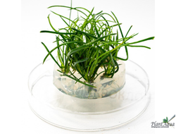 LITTORELLA UNIFLORA/ ЛИТТОРЕЛЛА УНИФЛОРА (меристемная)