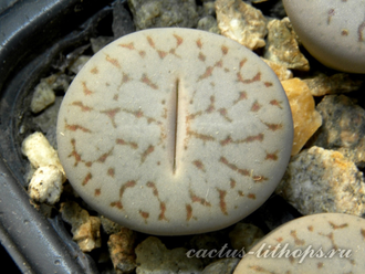 Lithops pseudotruncatella 'pallid' C264 (MG-1699) - 10 семян