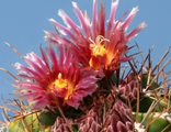 Ferocactus lindsayi PP 1157