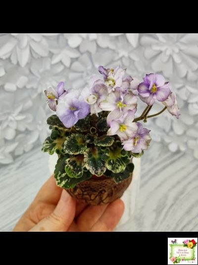 Heavenly Girl (Хевенли Гел), H.Pittman (пестролистный гёрл)