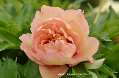 Пион Callies Memory(Келлис Мемори)