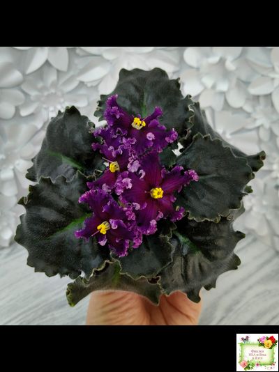 НК-Декамерон (Н.Козак) 2019 г.