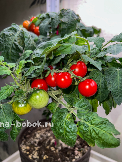 Томат Micro Tom  (Микро Том), 10 шт