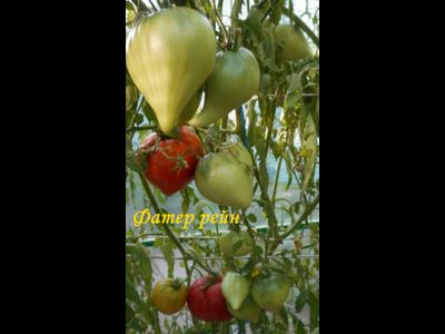 Томат Фатер Рейн (Vater Rhein, Германия)