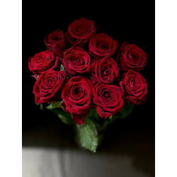 Роза Россия 50 см. 11 шт