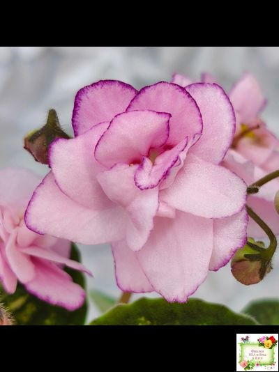 Lilian Sparkler (E.Champion) (мозаичник)