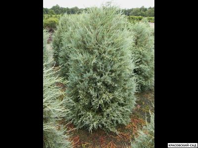 Можжевельник Пэтфиндер - Pathfinder