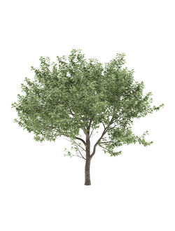 Плодовые деревья