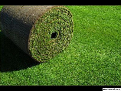 Рулонный газон Промышленный