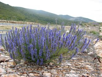 Иссоп (Hyssopus officinalis) 30 мл - 100% натуральное эфирное масло