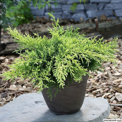 Можжевельник Голд Киссен