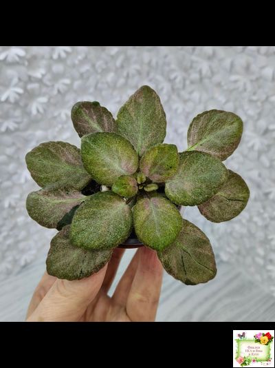 ОЗ-Viola-Tesoro (О. Завадська) листовая химера