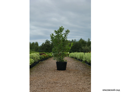 Бересклет Европейский - Euonymus europaeus