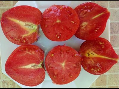 Томат KAS-21, Польша