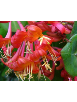 Жимолость Брауна Dropmore Scarlet