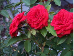 Ред саксесс (Red Success ), Paolino; Marie-Louis