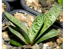 Gasteria disticha (D=30мм)