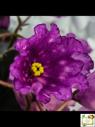 Nik-Кони в Яблоко  (Н. Булко) 2022 г. (пестролистный лонг)