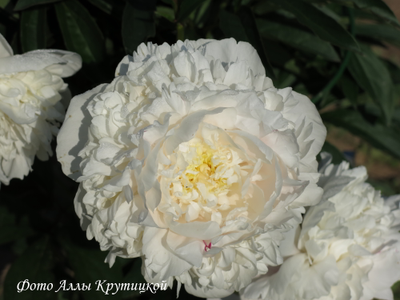 Пион Айсберг (Iceberg)