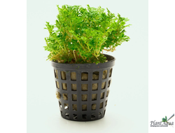 Селагинелла Индонезия (горшок)