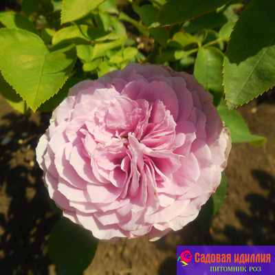 Лавендер айс (Lavender Ice)