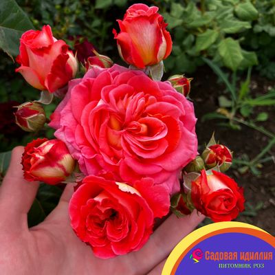 Роза Нотр дпм дю розер