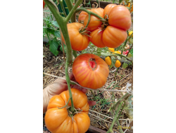 Томат Король Ананас ( King Pineapple, США)