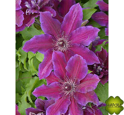 Клематис "Май Бьюти" (2 группа обрезки) саженец 3 года