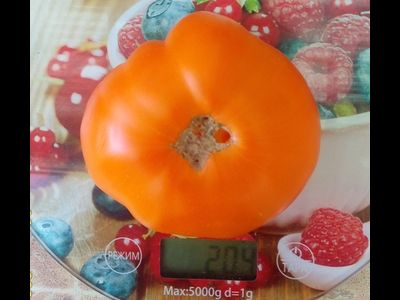 Томат Летний абрикос (Болгария)