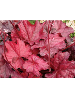 Гейхера  Фаер Чиф