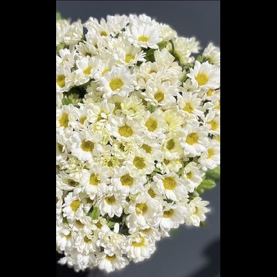 Сантини 15 шт