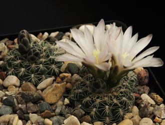 Gymnocalycium bruchii ssp.elegans VG-985  - 5 семян