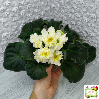 МК-Белый Янтарь (М. Карпова) 2023 г.